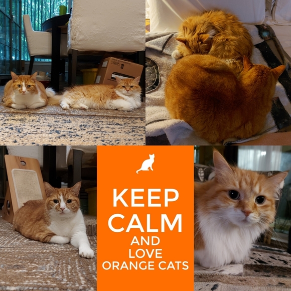 My Cats 𓃠🧡🧡𓃠 - Picture 9 of 16
